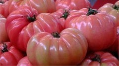 BİZİM KÖY 2 F1 Pembe Domates Tohumu 1000 Adet
