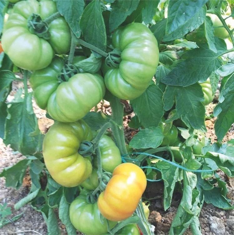 Lapçin F1 Yarı Sırık Köy Domatesi Tohumu 1000 Adet