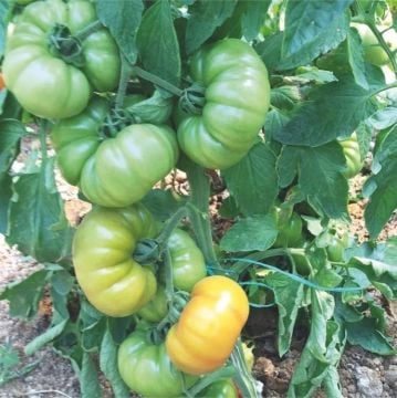 Lapçin F1 Yarı Sırık Köy Domatesi Tohumu 1000 Adet