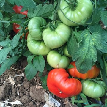 Lapçin F1 Yarı Sırık Köy Domatesi Tohumu 1000 Adet
