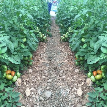 Lapçin F1 Yarı Sırık Köy Domatesi Tohumu 1000 Adet