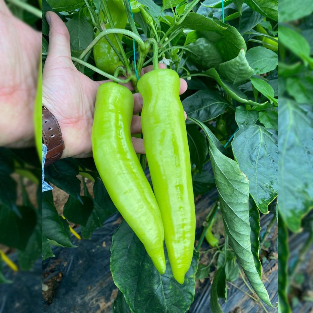 Ursula F1 Çarliston Biber Fidesi