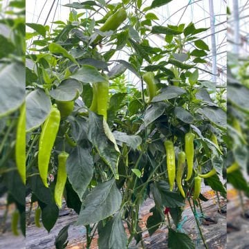 Ursula F1 Çarliston Biber Fidesi