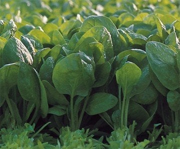 Revere F1 Ispanak Tohumu 50.000 Adet