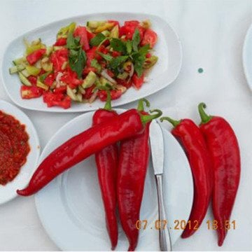 Aristo F1 Acı Kapya Biber Fidesi