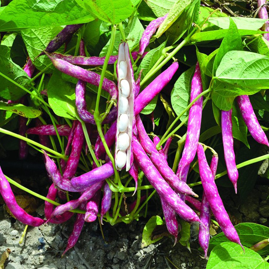 Barbi Oturak Barbunya 2 Kg