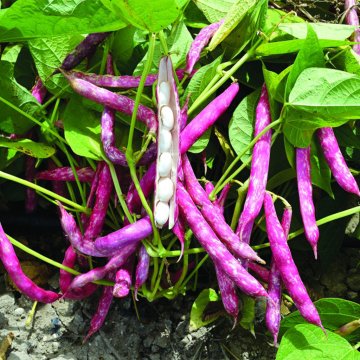 Barbi Oturak Barbunya 2 Kg