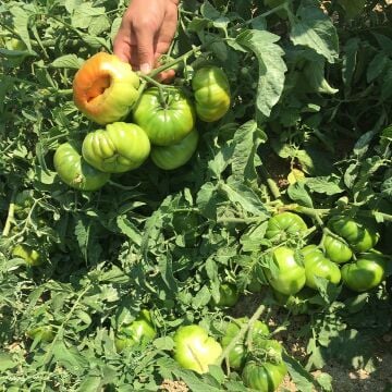 Davinci F1 Köy Domatesi Fidesi