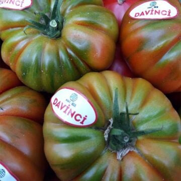 Davinci F1 Köy Domatesi Fidesi