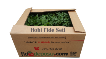 Hobi Fide Seti Midi (100 Adet)
