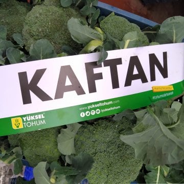Kaftan F1 Brokoli Tohumu 2500 Adet