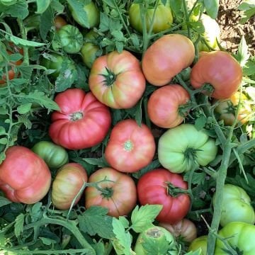 Pembe Köy F1  Domates Tohumu 1000 Adet