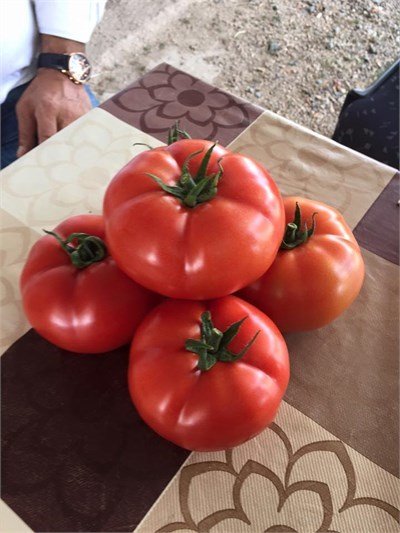 Hünkar F1 Beef Domates Fidesi