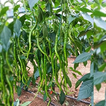Çalımlı F1 Tatlı Kıl Biber Fidesi