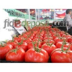 Mihrimah F1 Domates Fidesi