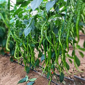 Çalımlı F1 Tatlı Kıl Biber Tohumu