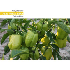 A-41 F1 Dolma Biber Fidesi