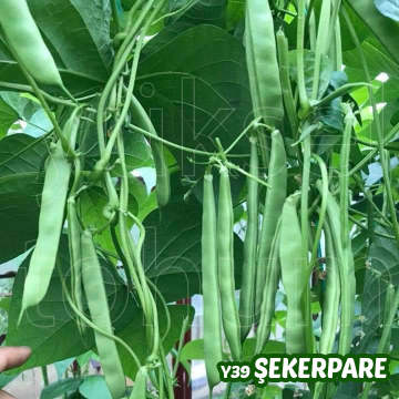 Şekerpare(Y39) Sırık Fasulye Tohumu 1 Kg