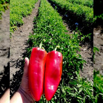 Yalın F1 Kapya Biber Tohumu