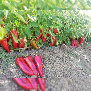 Yalın F1 Kapya Biber Fidesi