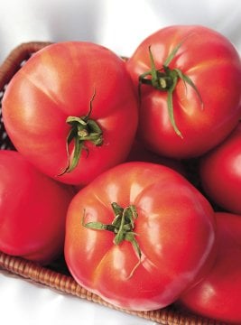 Dual Large F1 Oturak Domates Tohumu 5 Gr