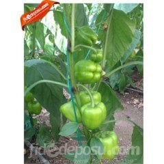 Anadol F1 Dolma Biber Fidesi