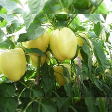 Marbella F1 Macar Dolma Biber Tohumu