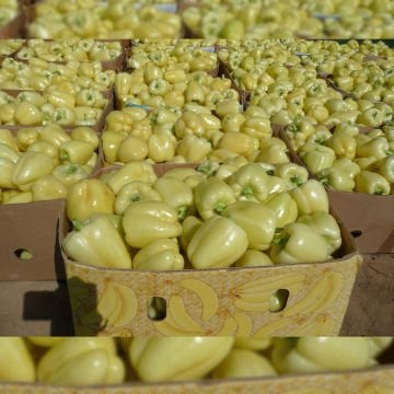 Marbella F1 Macar Dolma Biber Tohumu