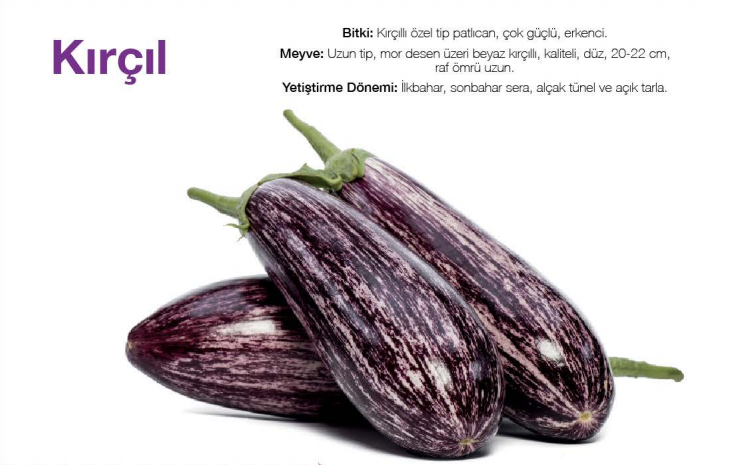 Kırçıl F1 Çizgili Patlıcan Fidesi