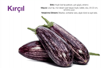 Kırçıl F1 Çizgili Patlıcan Fidesi