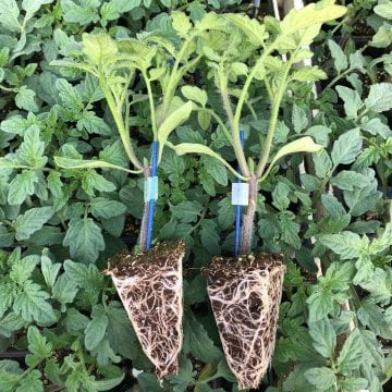 Aşılı Domates Fidesi