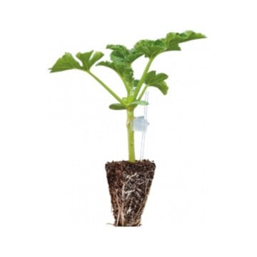 Aşılı Karpuz Fidesi