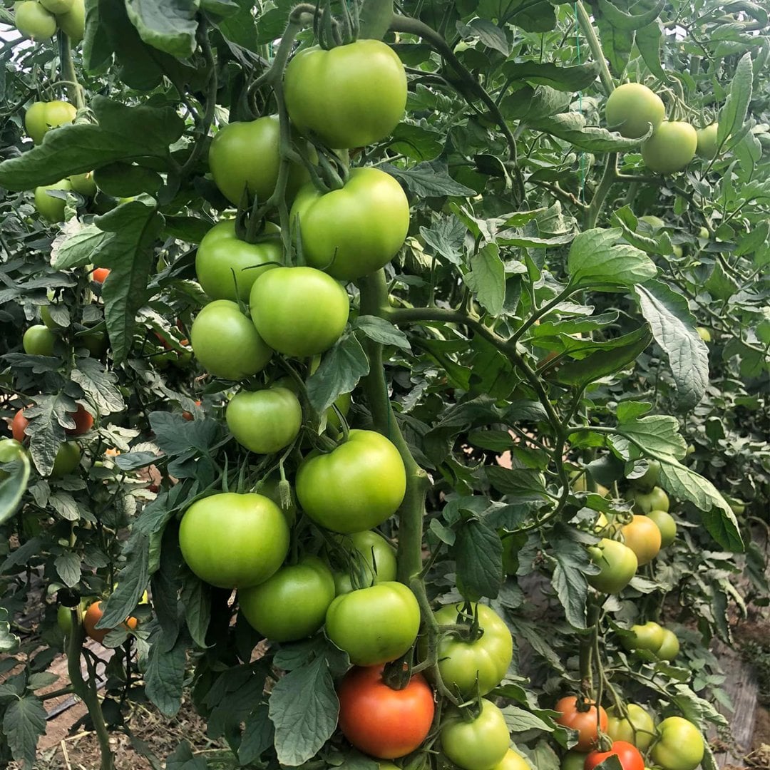 Aşılı Torry  F1  Domates Fidesi