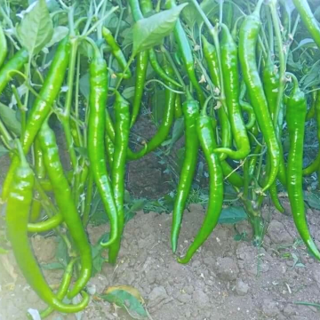 Devran F1 Sivri Biber Tohumu