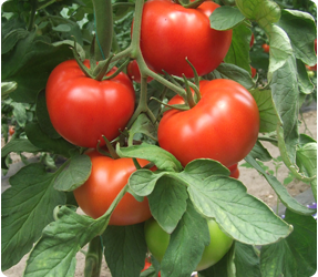 Bigmek F1 İri Domates Fidesi