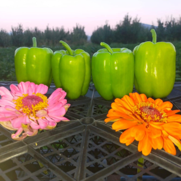 Karaduman F1 Dolma Biber Tohumu