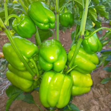 Karaduman F1 Dolma Biber Tohumu