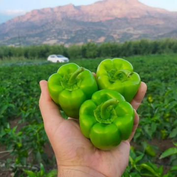 Karaduman F1 Dolma Biber Tohumu