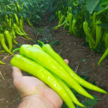 Elvan F1 Çarliston Biber Tohumu