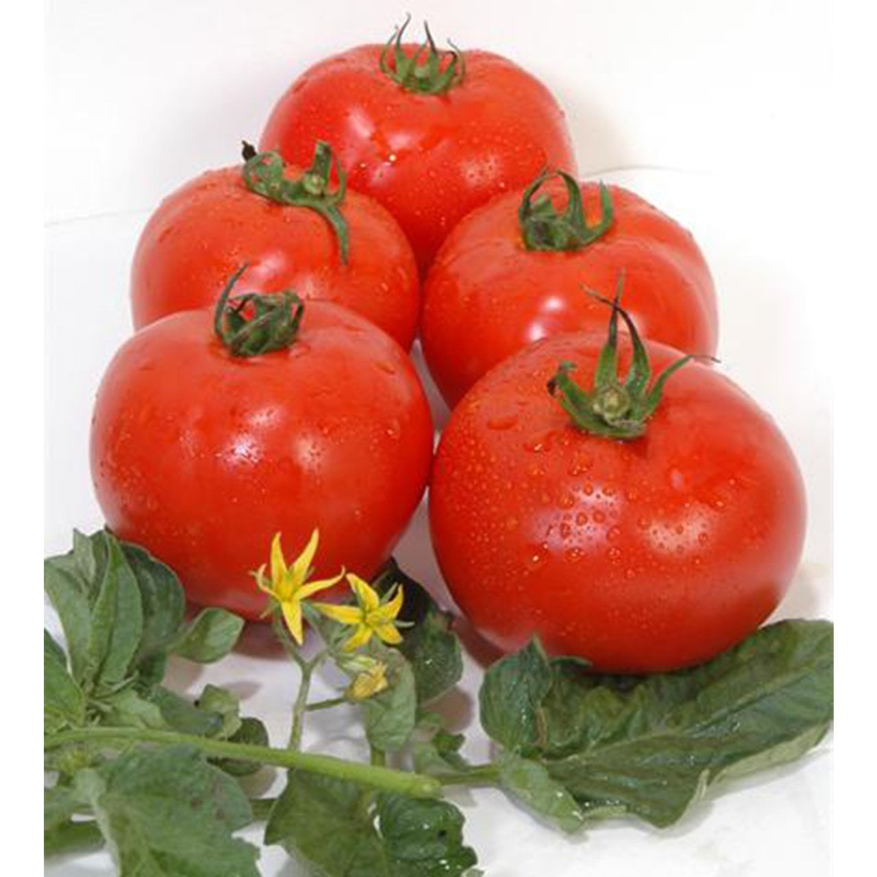 Aytina F1 Oturak Domates Fidesi