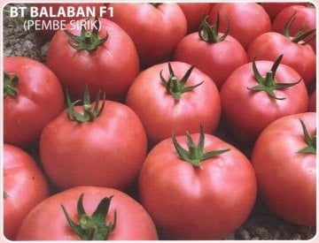 Balaban F1 Pembe Domates Fidesi