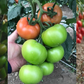 Stil 41 F1 Domates Tohumu