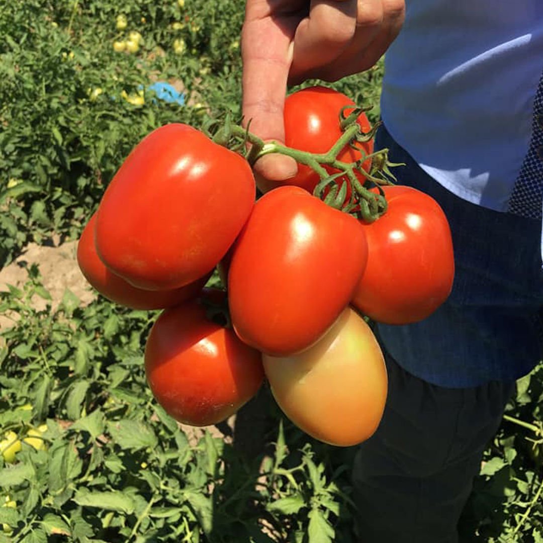 UG 464913 F1 Salçalık Kasalık Domates Tohumu 5000 Adet