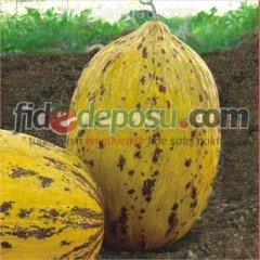 Balbey F1 Kırkağaç Kavun Fidesi