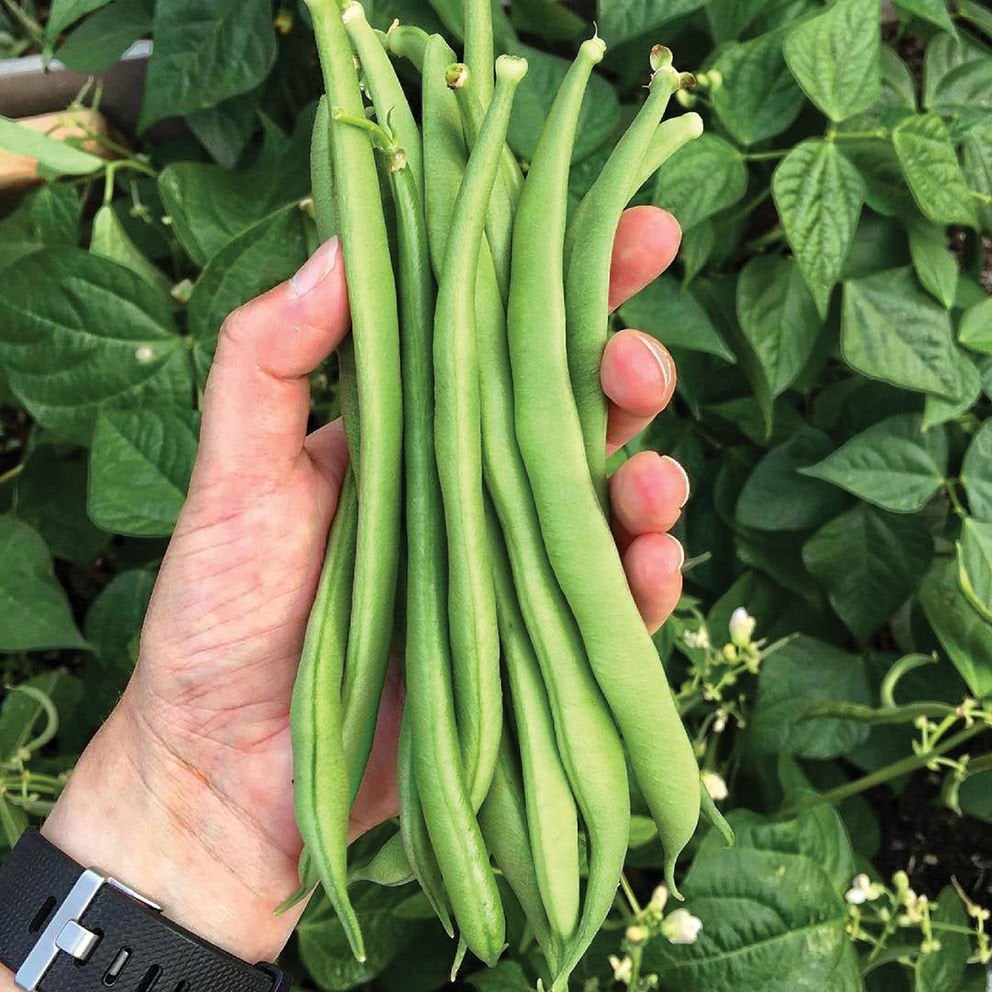 Seminis Bourgondia Oturak Fasulye Tohum 2 Kg