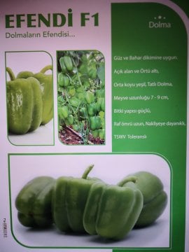 Efendi F1 Dolma Biber Fidesi