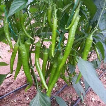 Şölen F1 Tatlı Sivri Biber Fidesi