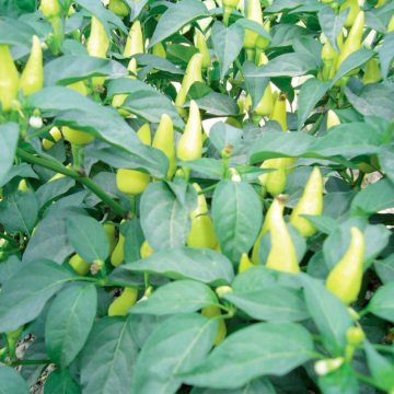 Biberiye Top Cin Biber Fidesi