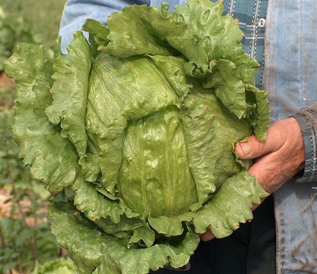 Bombola İceberg Marul Fidesi