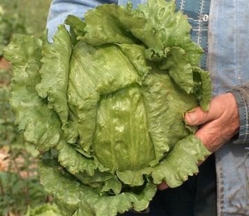 Bombola İceberg Marul Fidesi
